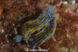 Pedra do Leão by Pedro Perneco 
